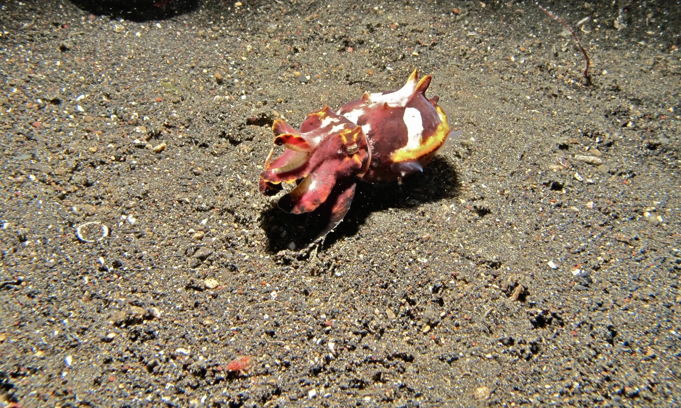 Flamboyant cuttlefish — one of the strait’s famous residents.