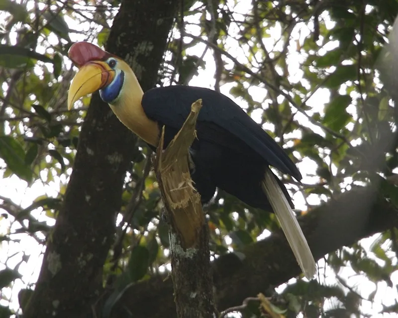 The knobbed hornbill — known here as burung taong.