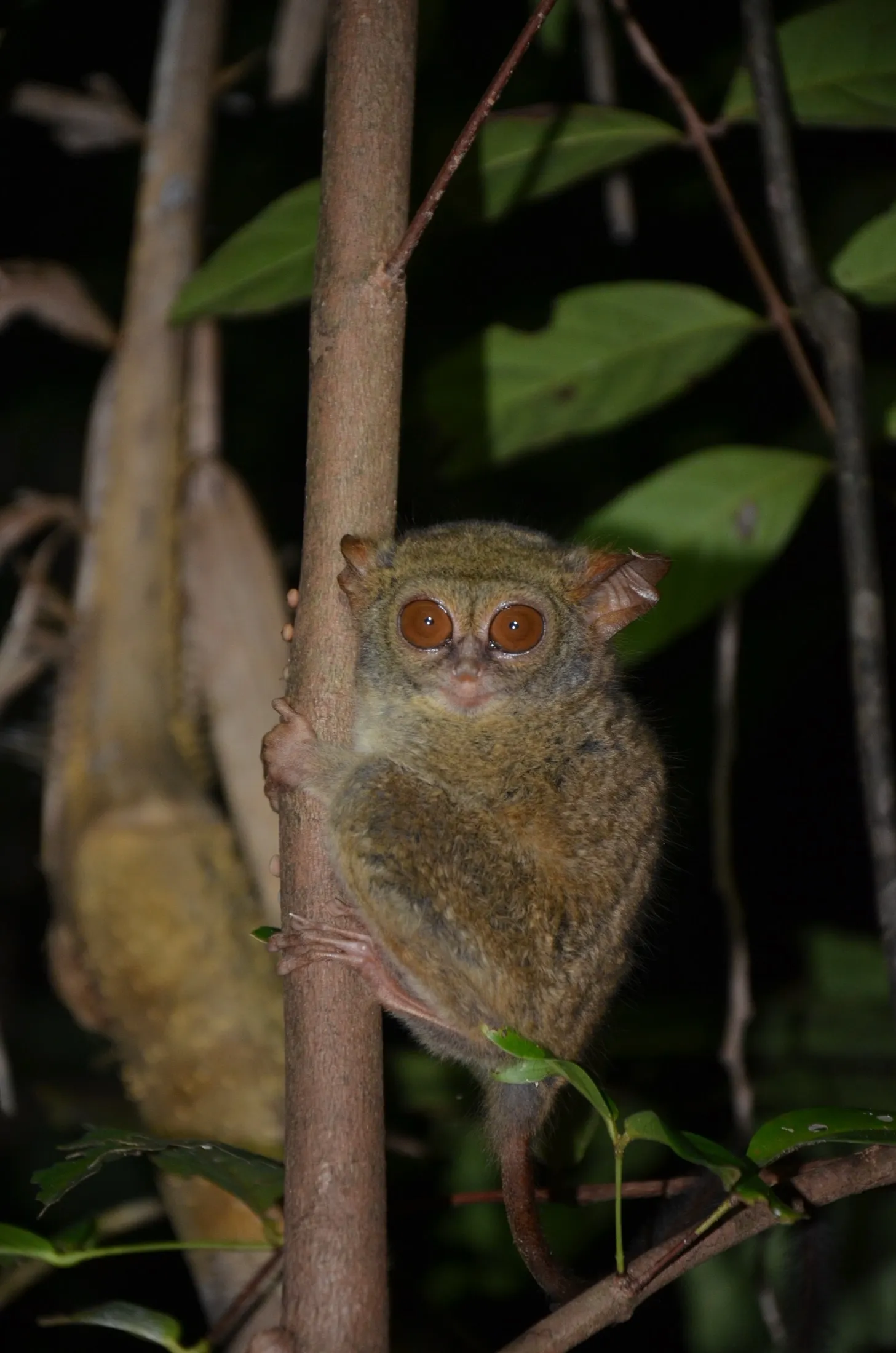 Gursky’s spectral tarsier in the Tangkoko Batuangus reserve.