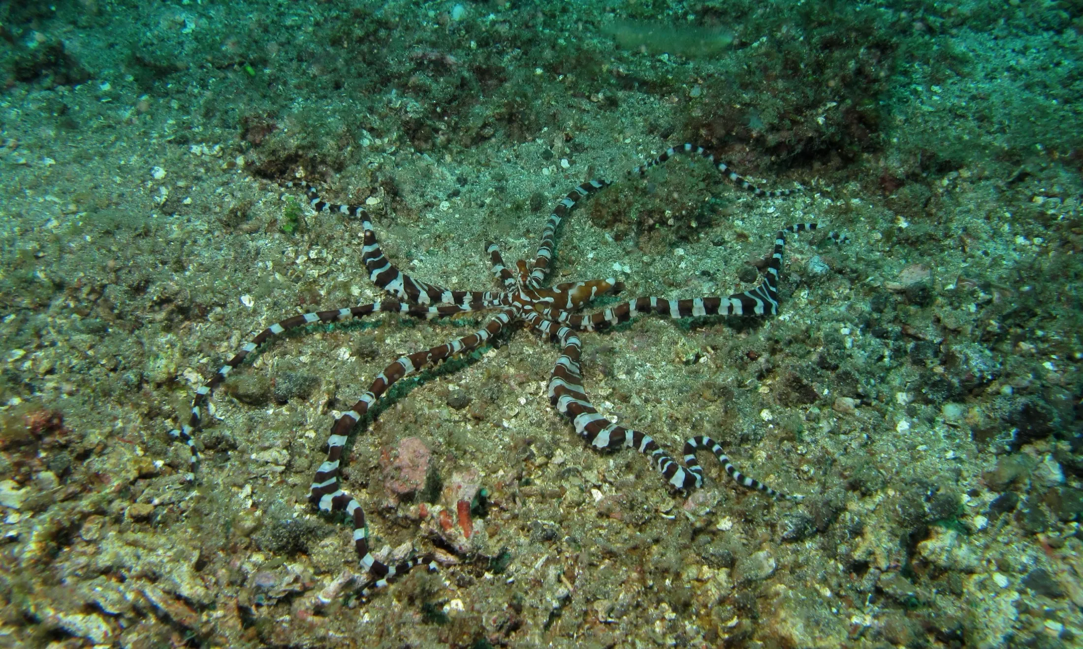 A wonderpus on black volcanic sand, Lembeh Strait.
